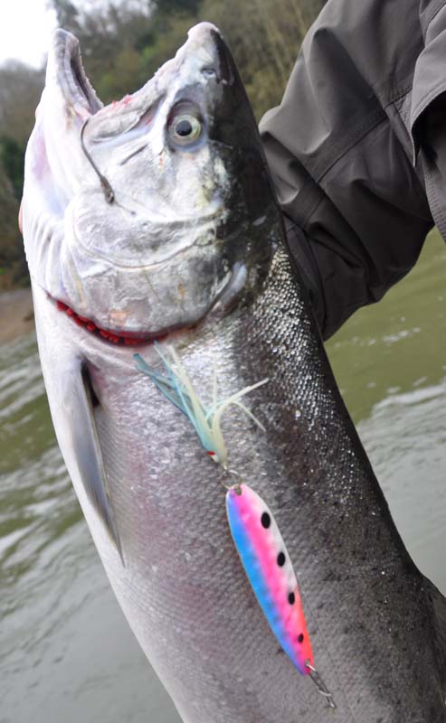 10-30-10 hangback spoon coho.jpg